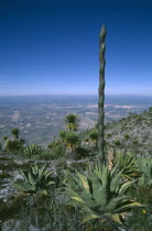 Desert Agave.succulent plant.