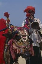 Lambani gypsy man playing wind instrument with cow wearing highly decorated harness.Lambadi romany