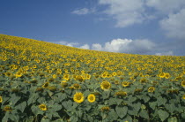 Field of sunflowers.