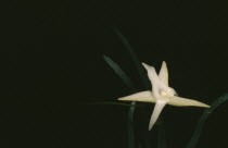 Angraecum Sesquipedale.  Orchid mentioned by Charles Darwin.  Has a nectary 12 inches in length and is pollinated by a particular moth.