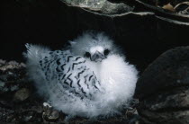 White Tailed Tropic Bird chick.