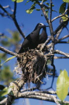 Lesser Noddy nesting.