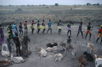 Dinka tribe performing wedding dance around cattle to be given as dowry.