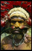Warrior from Waghi wearing parrot feather headdress and cuscus fur headband with feathers peirced through his nasal septum at the Cultural Show 91