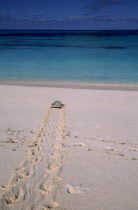 View from sandy beach of a Hawksbill turtle returning to the sea after laying her eggs