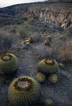 Cacti at Jardin Botanico El Charco del Ingenio