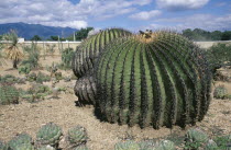 Barrell cactus in the garden of the regional museumColorful