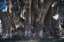 2000 year old Ahuehuette tree El Tule with a girth of 58 metresColorful