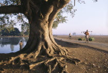 Rural scene with large tree with spreading roots in foreground  passing cyclist and man carrying panniers with vegetables