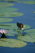 Lesser Jacana walking on lilly pads