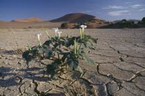 Flowers in dried lake bed