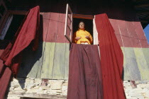 Lama standing at a window with drapes hanging from the open window frames.