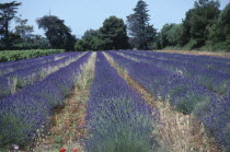 Lavender fields