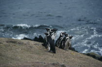 Megellanic Penguins. Spheniscuc Magellankus