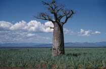 Near Berenty. Single Baobab tree in Sisal plantation