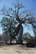 Near Morondava. Baobab amoreux tree