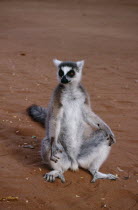 Ring tailed Lemur sat on groundLemur Catta