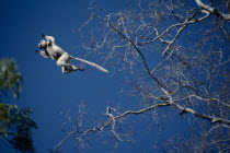 Verreaux s Sifaka part of  the Lemur family leaping from one tree to anotherPropithecus Verreauxi