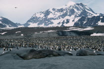 Elephant Seals with a colony of King Penguins and snow covered mountains behind