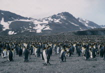 A colony of King Penguins