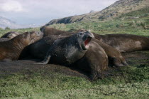 Elephant seals on grass