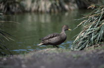 Georgia Pintail bird