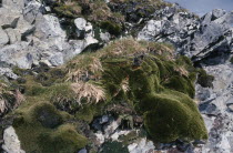 Grass and moss growing on rocks