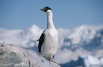 Cormorant. Imperial Phalacrocorax Atriceps