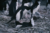 Chinstrap Penguins matting