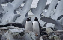 Port Lockroy. Two Gentoo Penguins with a large whale carcass behind