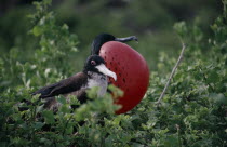 Male and female Great Frigate BirdsFregata.The males have inflatable red coloured throat pouches which they inflate to attract females during the mating season.The females have a white underbelly