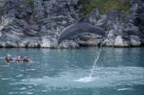 Dolphin Quest. Captive Dolpin performing tricks above water with tourists in pool watchingDolphin Quest in Bermuda was opened  in 1996 at the Fairmont Southampton Destroyed in 1999 by Hurricane Gert...