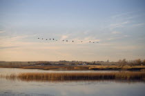 Canada geese flying over lake and reed bed in soft  warm light with house and farm buildings on far shore.  Store