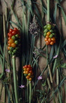 Floral still life with Cuckoo Pint  Arum maculatum  on assorted grasses.Lords and Ladies