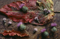 Floral still life with saw wort and thistle heads on sorrel leaves.