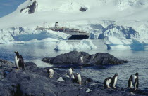 Marco Polo cruise ship with penguin colony on rocks in foreground.