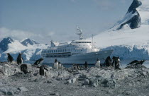 Ocean Princess cruise ship with penguin colony on rocks in foreground.