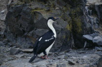 Hannah Point.  Blue eyed shag.