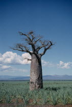 Single Baobab Tree in sisal plantation