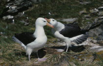 A pair of Black Browed Albatross.Also known as Diomedea melanophris