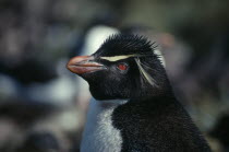 Rockhopper Penguin or Eudyptes Crestatus.