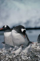 View of a Gentoo Penguin with two chicks in a stoney nestPygoscelis papua