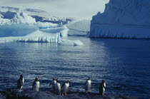 Penguins on rocks in the foreground with Ice cliffs over water