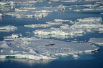 Seal on floating pack ice