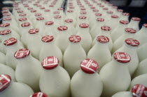 Full milk bottles on a conveyor belt in a bottling plant