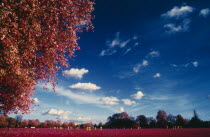 Infra red photograph of Clapham Common with trees in the foreground and people playing football in the distance