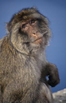 Barbary Ape  Macaca Sylvanus  Gibraltar