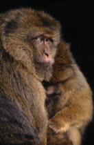 Barbary Ape  Macaca Sylvanus  in captivity  Norfolk England