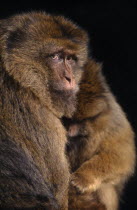 Barbary Ape  Macaca Sylvanus  in captivity  Norfolk England