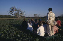 Tourists sitting in a boat at dusk watching storks nesting in a tree